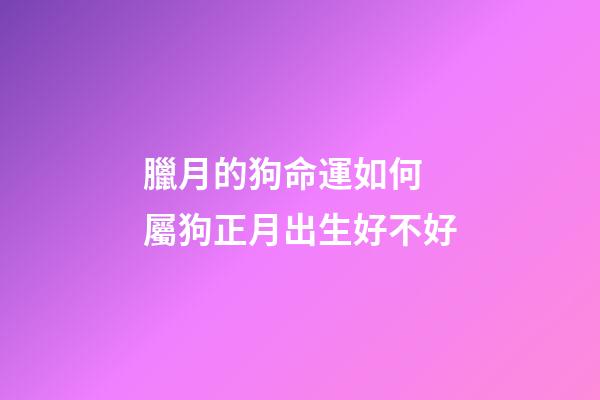 臘月的狗命運如何 屬狗正月出生好不好